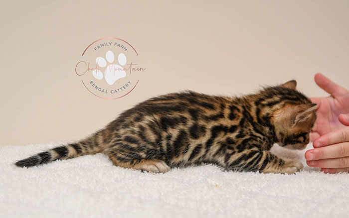 Bengal kitten for sale